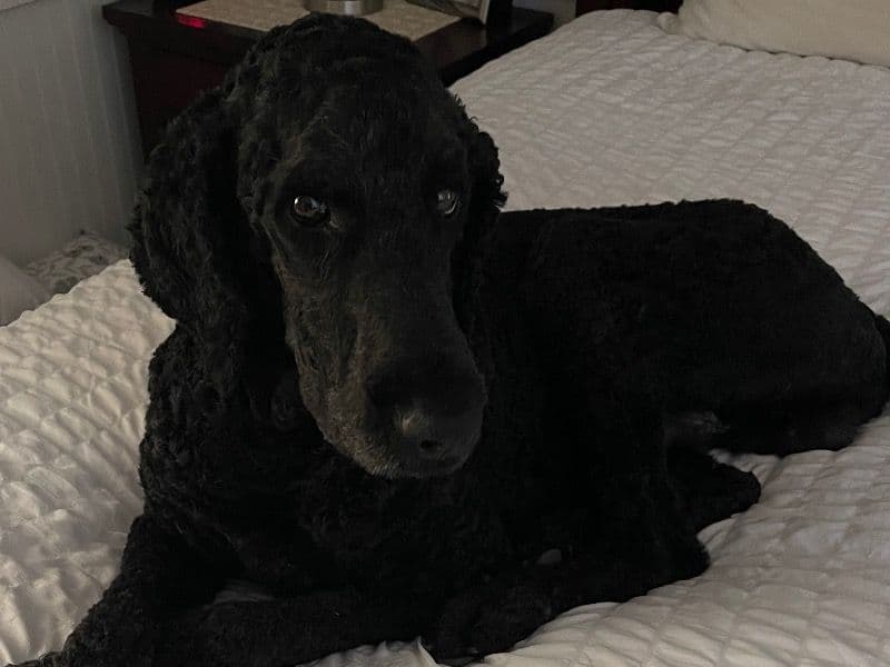 Standard Poodle 5 years 2 months old male large named Petey for breeding in Blanco County, Texas | Petmeetly