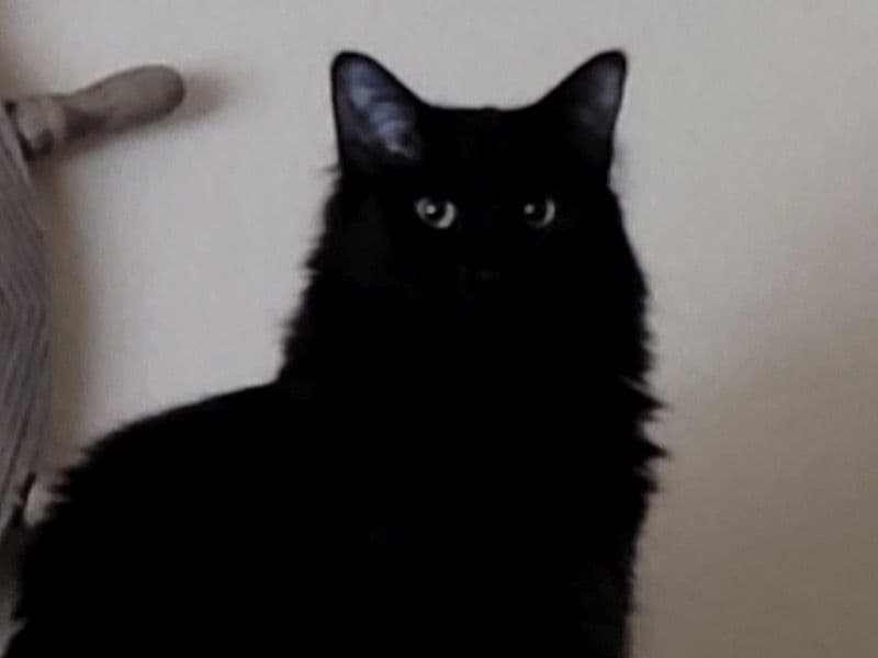 Domestic Longhair 8 years old female named Salem for adoption in Kaufman County, Texas | Petmeetly