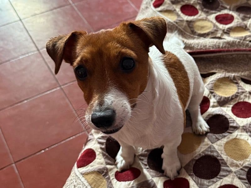 Jack Russell Terrier 3 years old female small named Coco for breeding in Mysore Division, Karnataka | Petmeetly