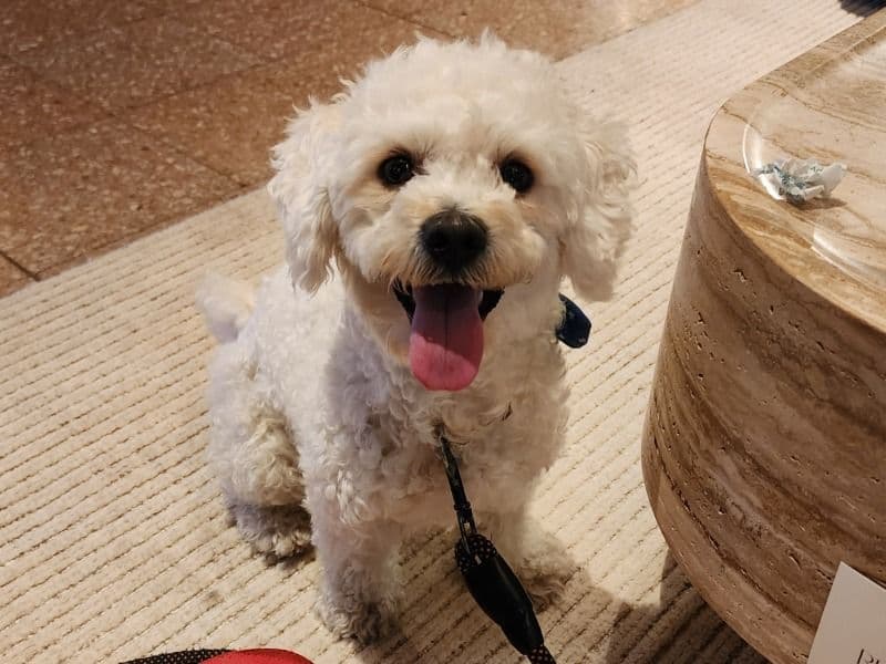 Coton de Tulear 2 years 6 months old male medium named Benji for breeding in Cook County, Illinois | Petmeetly