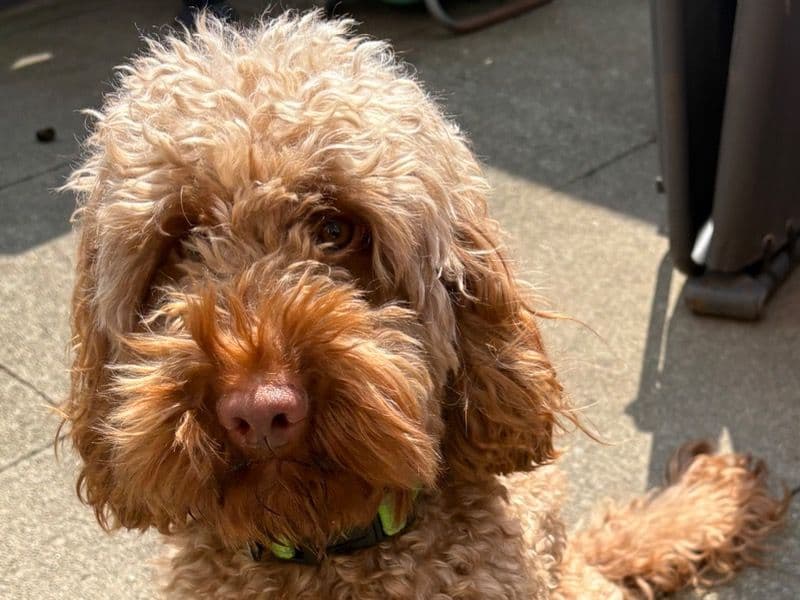 Cocker Spaniel 3 years 4 months old male medium named Sid for breeding in Cheshire East, England | Petmeetly