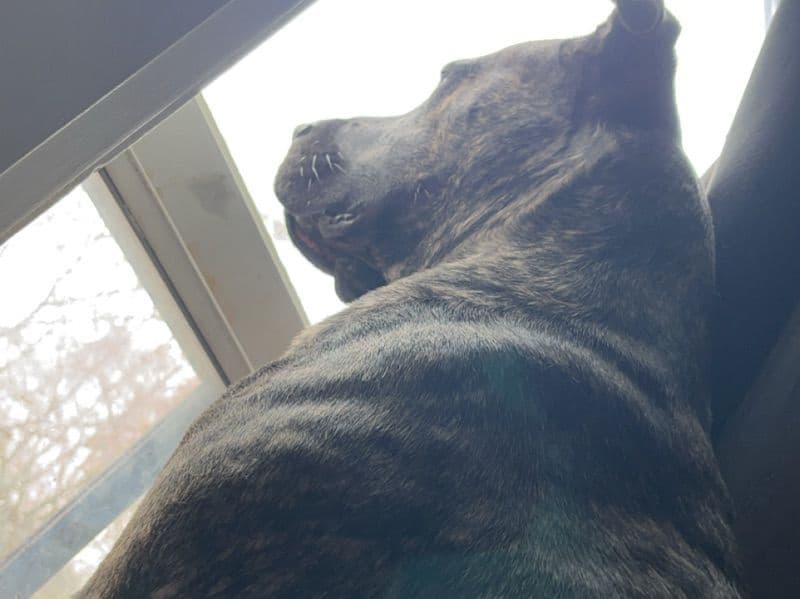Presa Canario 4 years old male large named Mason for breeding in Toronto, Ontario | Petmeetly