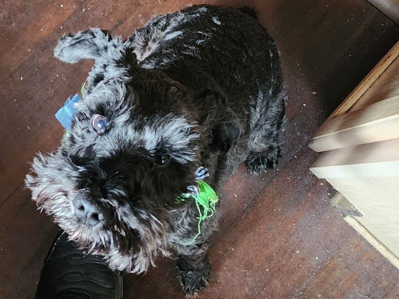 Miniature Schnauzer 5 years old male small named Apollo for breeding in Bexar County, Texas | Petmeetly