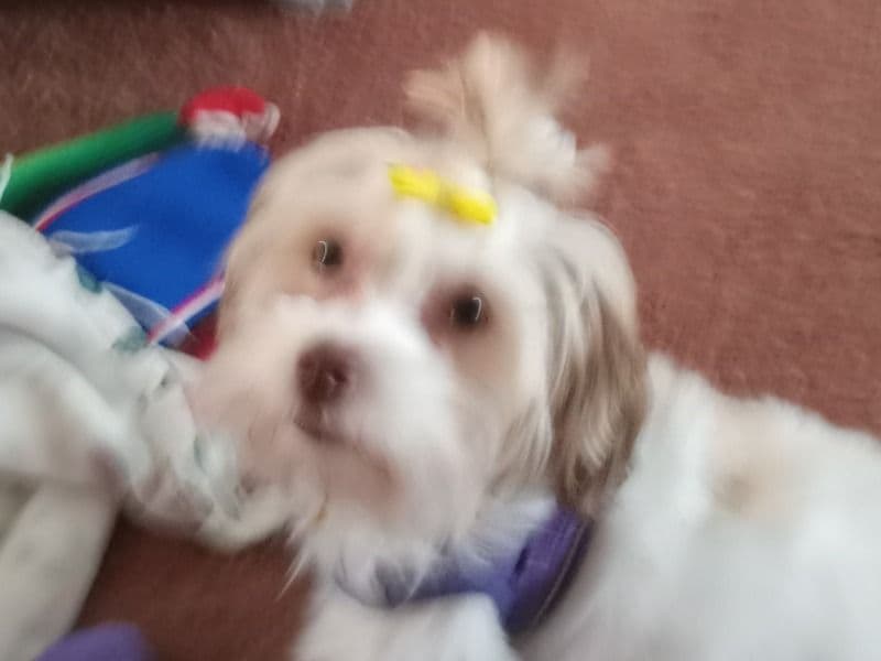 ShihPoo 8 months old female small named Roxie for breeding in Weld County, Colorado | Petmeetly