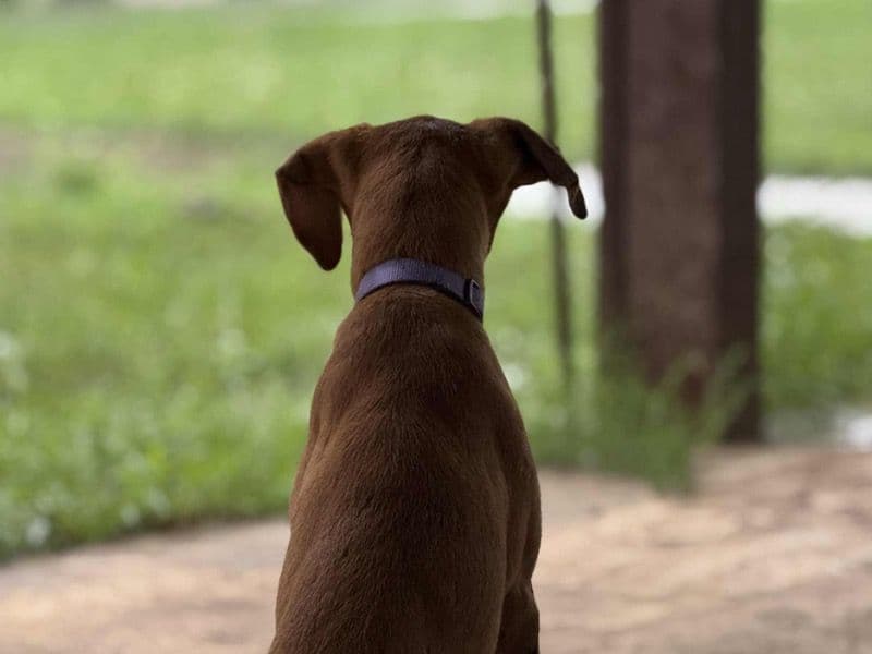 Coonhound 10 months old female medium named Hazel for breeding in Jefferson County, Illinois | Petmeetly