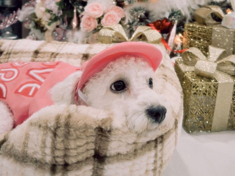 Poochon 8 years old female small named Matcha for breeding in Maricopa County, Arizona | Petmeetly