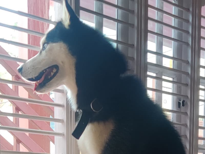 Husky 4 years 10 months old male medium named Cal for breeding in Bangalore Division, Karnataka | Petmeetly