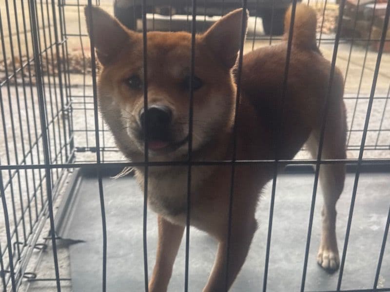 Shiba Inu 1 year 4 months old female small named Nina for sale in Cook County, Illinois | Petmeetly