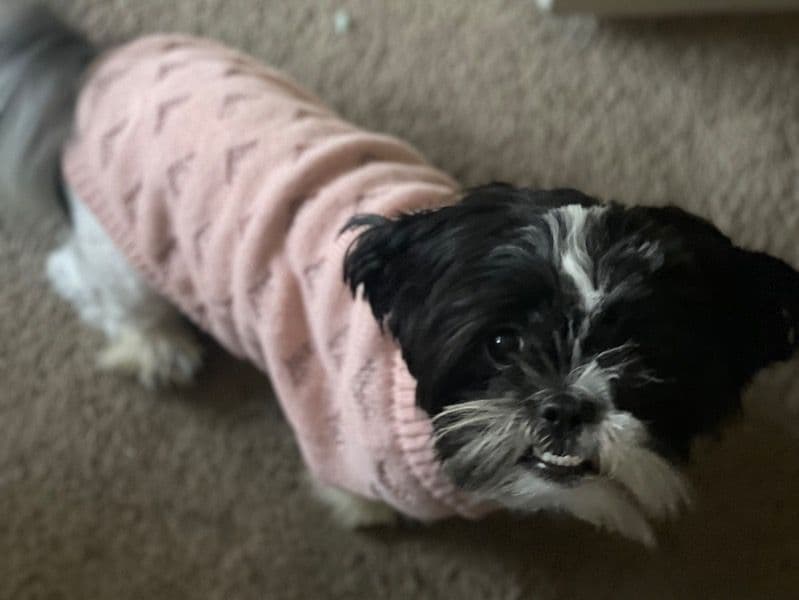 Shih Tzu 4 years old female medium named Sasha for breeding in Richland County, South Carolina | Petmeetly
