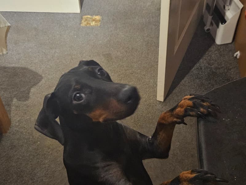 Manchester Terrier 2 years 1 month old female medium named Beau for breeding in South Yorkshire, England | Petmeetly