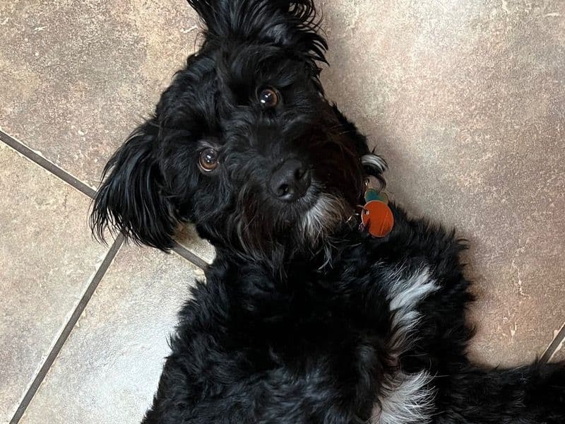 Aussiedoodle 4 years 2 months old male medium named Whiskey for breeding in Boone County, Kentucky | Petmeetly