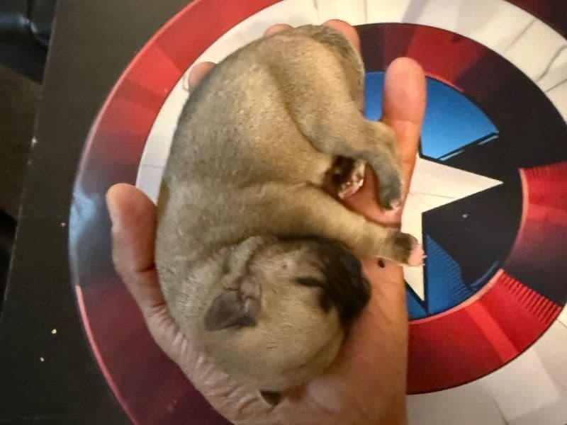 Frenchie Pug (Frug) 1 month old female small named Coco for sale in Riverside County, California | Petmeetly