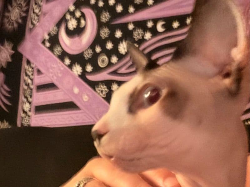 Sphynx 8 years 4 months old female named Mishka for breeding in Santa Clara County, California | Petmeetly