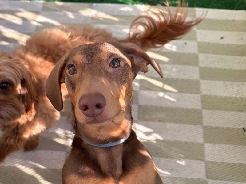 Miniature Dachshund 1 year 6 months old male medium named Rio for breeding in Wake County, North Carolina | Petmeetly