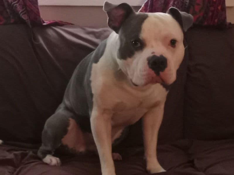 Blue nose Pitbull 2 years 2 months old male extra large named Tuck for breeding in Gaston County, North Carolina | Petmeetly