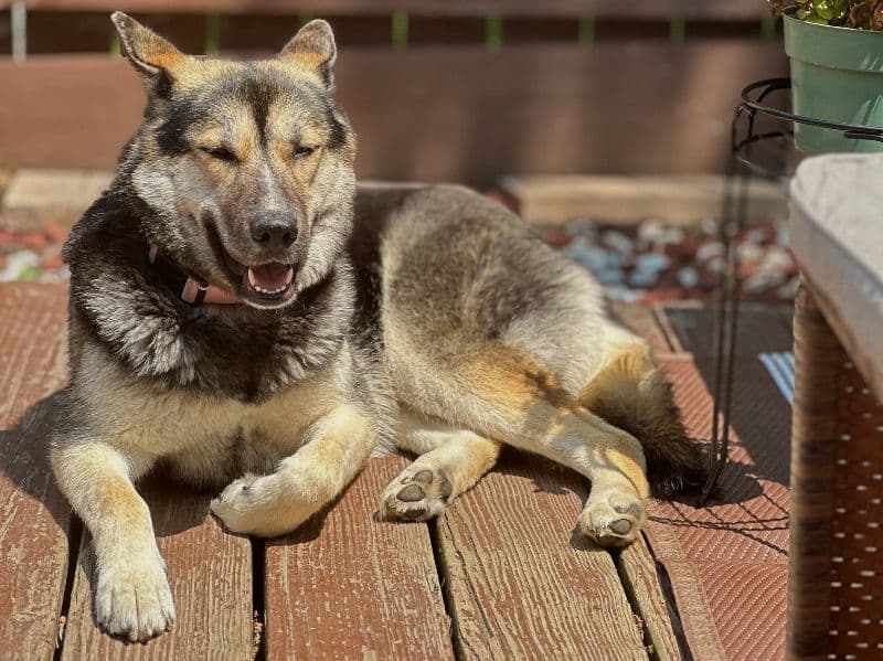 Husky 1 year 9 months old female medium named Blue for breeding in DuPage County, Illinois | Petmeetly