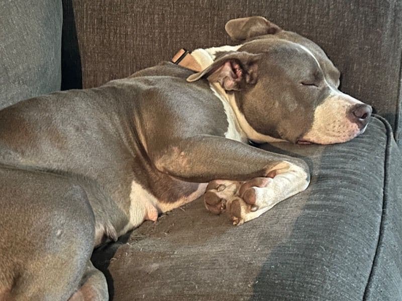 American PitBull Terrier 2 years old female medium named Zoey for adoption in Tarrant County, Texas | Petmeetly