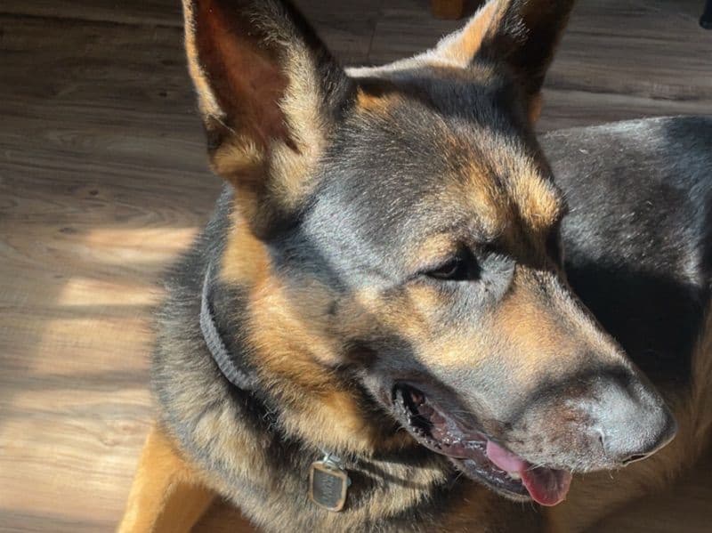 German Shepherd 3 years 9 months old male large named Bruno for breeding in Houston County, Georgia | Petmeetly