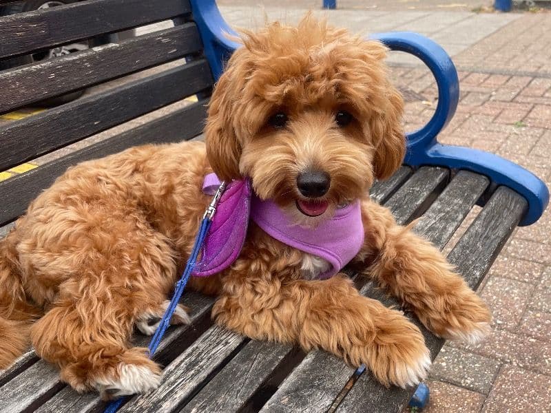 Toy Poodle 2 years 3 months old male small named Nero for breeding in Cambridgeshire, England | Petmeetly