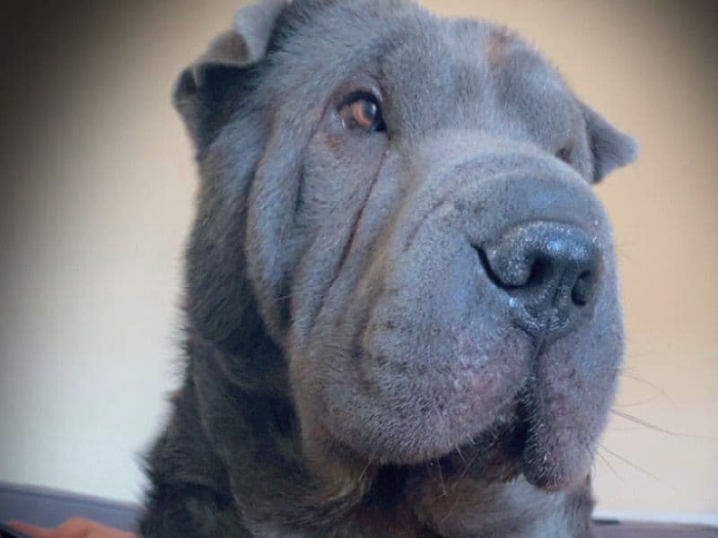 Chinese Shar-Pei 4 years 5 months old male large named Ralph for breeding in Peterborough, England | Petmeetly