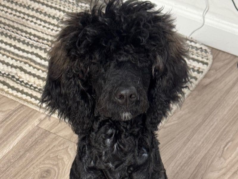 Standard Poodle 1 year old female medium named Nena for breeding in Sacramento County, California | Petmeetly