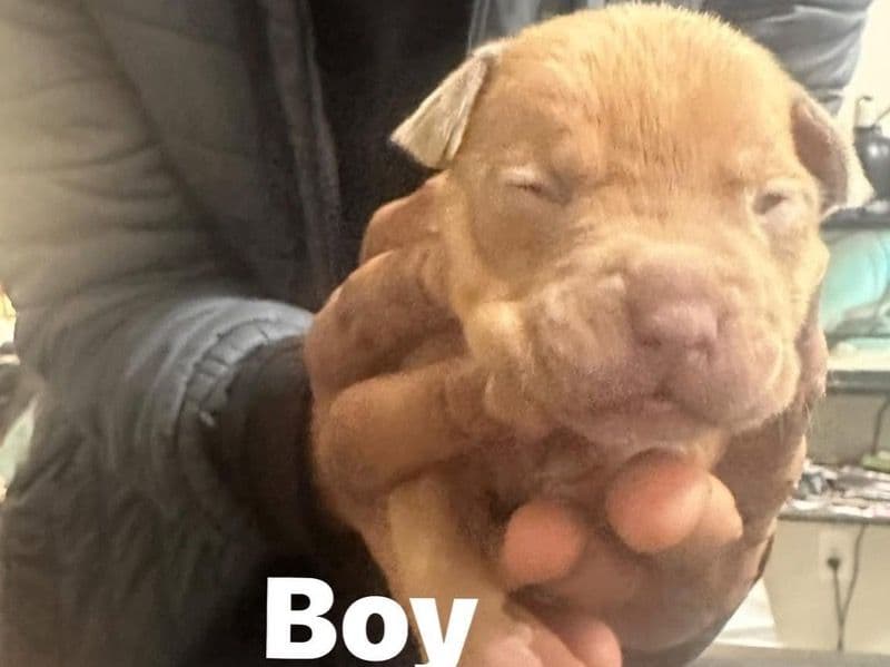 Rednose Pitbull Terrier Less than 1 month old male medium named Doritto for sale in Washington County, Oregon | Petmeetly