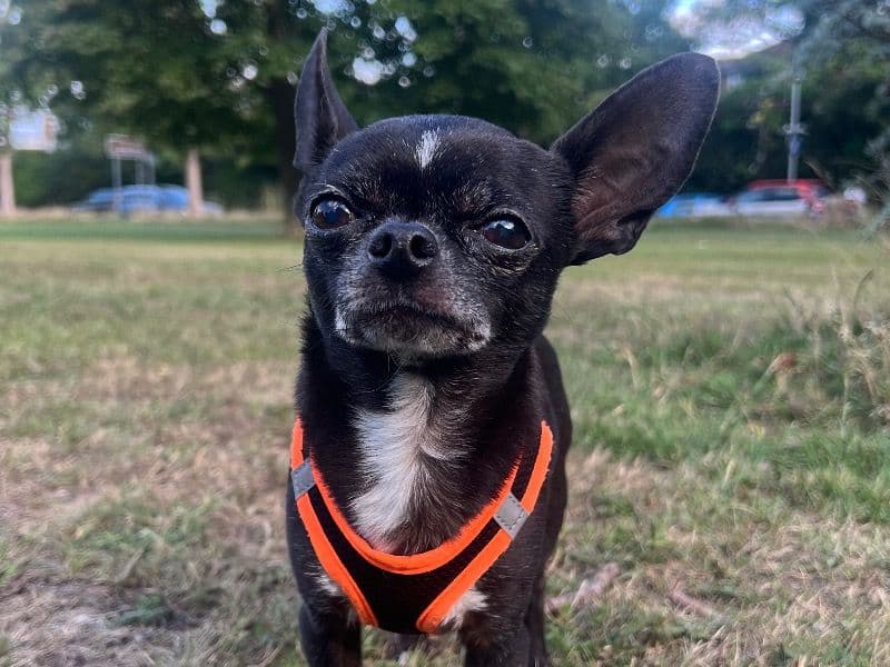 Chihuahua 12 years old male small named Baggio for breeding in Buckinghamshire, England | Petmeetly