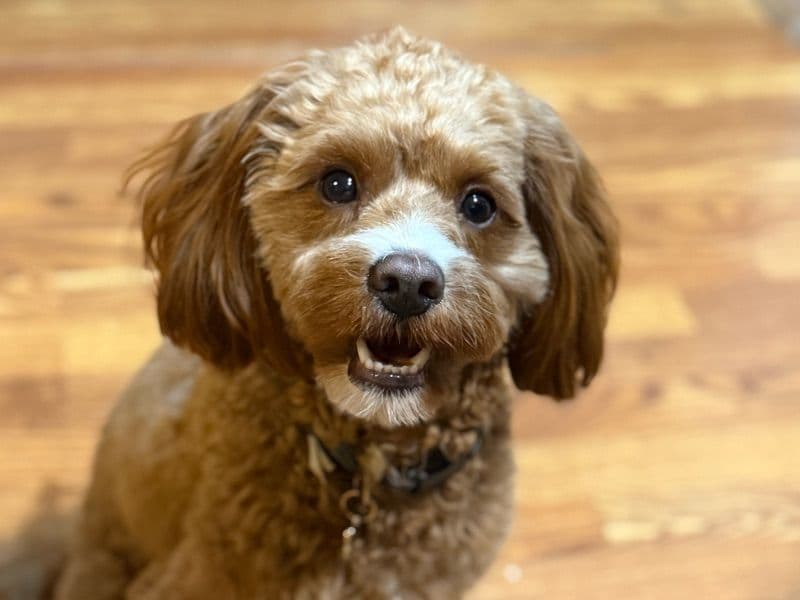 Cavapoo (Cavadoodle) 1 year 7 months old male medium named Ej for breeding in Walton County, Georgia | Petmeetly