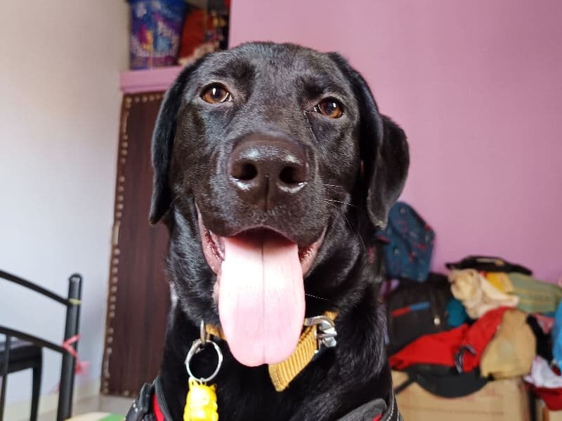 Labrador Retriever 1 year 3 months old female medium named Lucky for breeding in South Chotanagpur Division, Jharkhand | Petmeetly