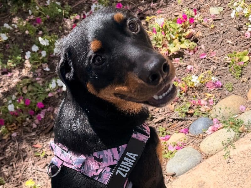 Zuma - Rottweiler | Petmeetly
