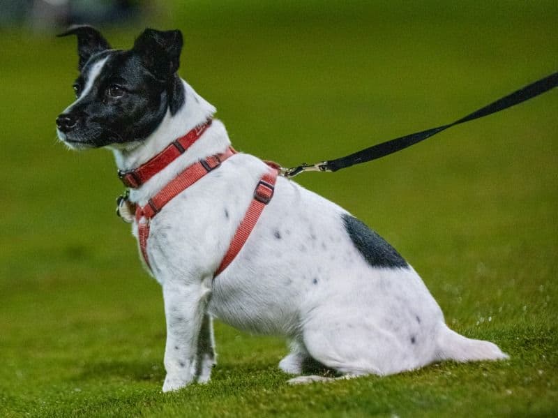 Jack Russell Terrier 5 years 1 month old male medium named Max for breeding in Broward County, Florida | Petmeetly