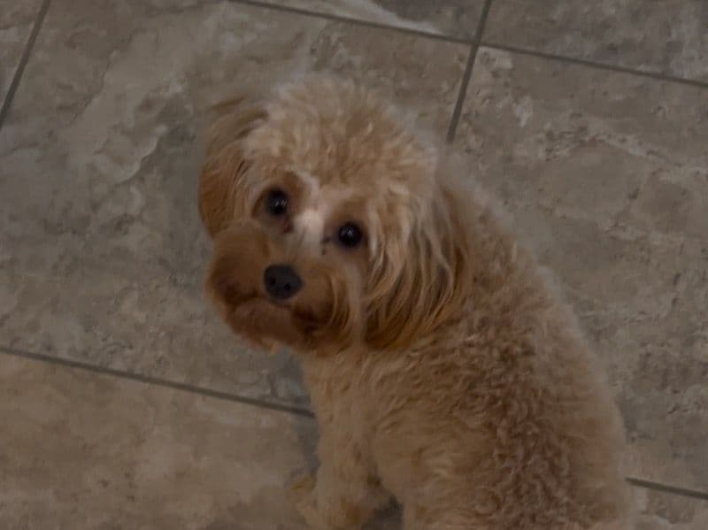 Cockapoo 1 year 2 months old female small named Hazel for breeding in Harris County, Texas | Petmeetly