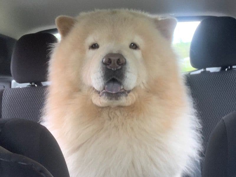 Chow Chow 6 years 3 months old male large named Zeus for breeding in Montgomery County, Maryland | Petmeetly