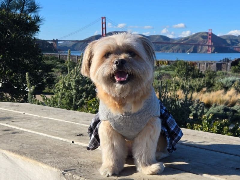 Shih Tzu 7 years 10 months old female small named Camella for breeding in Los Angeles County, California | Petmeetly