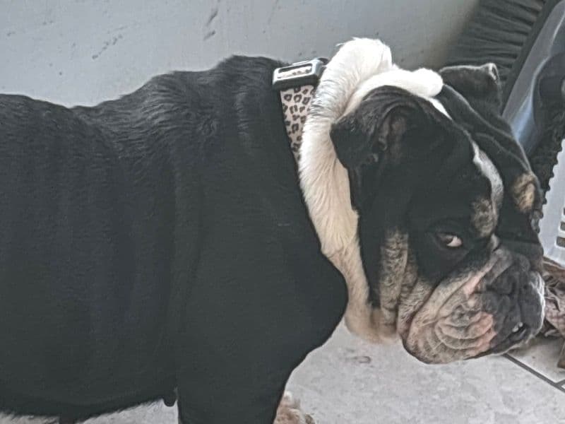 American Bulldog 2 years 4 months old female medium named Fat Girl for breeding in Pinellas County, Florida | Petmeetly