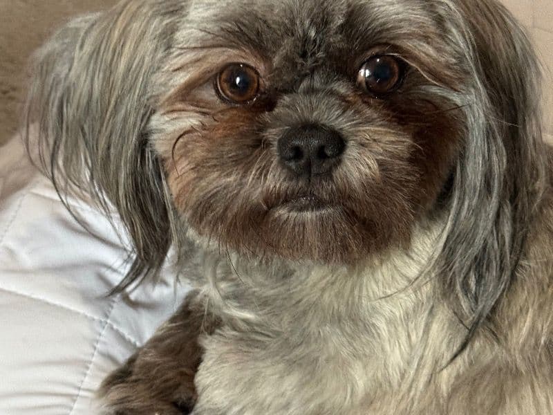 Shih Tzu 2 years 9 months old female small named Mocah for breeding in Prince William County, Virginia | Petmeetly