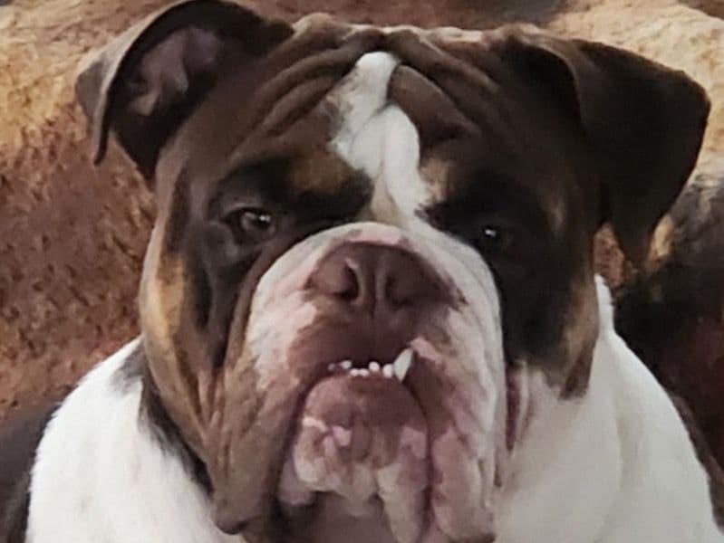 Bulldog 1 year 2 months old male large named Louie for breeding in Clark County, Nevada | Petmeetly