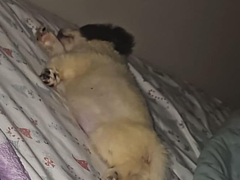 Shih Tzu 7 months old female small named River for breeding in Pulaski County, Kentucky | Petmeetly