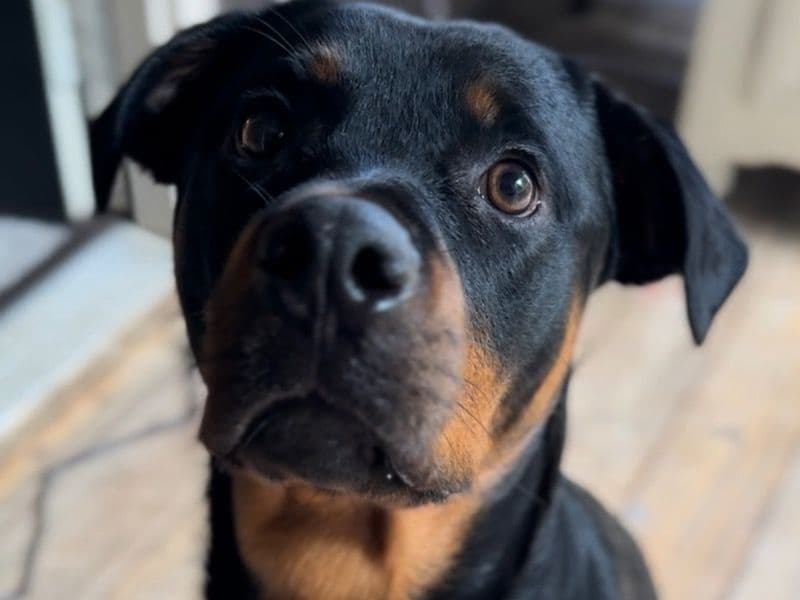 Rottweiler 3 years old female large named Georgia for breeding in Berkeley County, South Carolina | Petmeetly