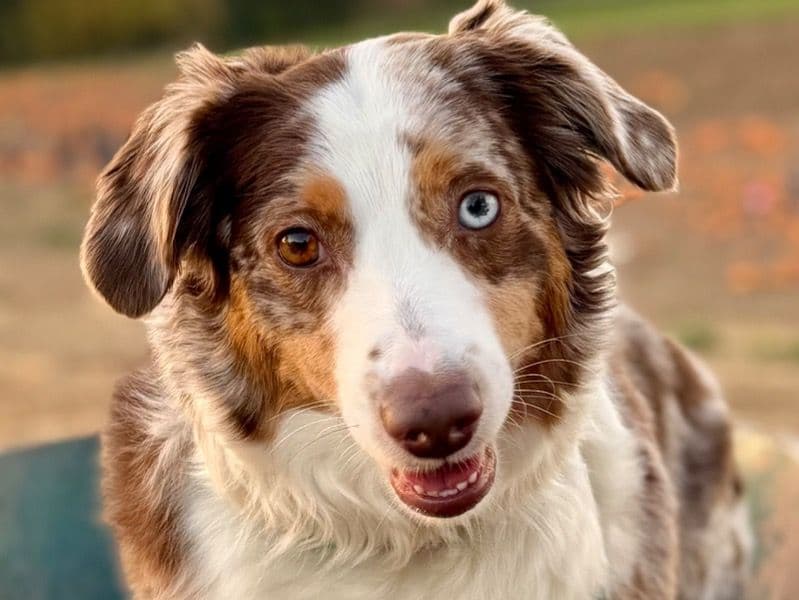 Miniature American Shepherd 2 years 11 months old female medium named Raya for breeding in Clark County, Washington | Petmeetly