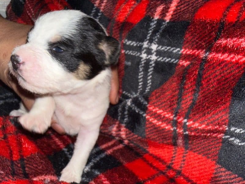 Yorkipoo 1 month old female small named Princess for sale in Philadelphia County, Pennsylvania | Petmeetly