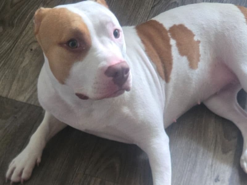 Dakota primary photo