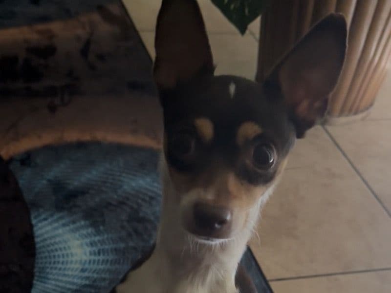 Deerhead chihuahua 3 years 11 months old female medium named Alana for breeding in Lake County, Florida | Petmeetly