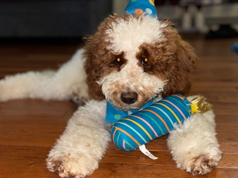 Mini Golden Doodle 10 months old male medium named Milo for breeding in Bergen County, New Jersey | Petmeetly