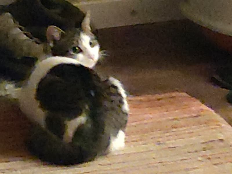 Tabby 1 year old female named Nova for breeding in Stockton-on-Tees, England | Petmeetly