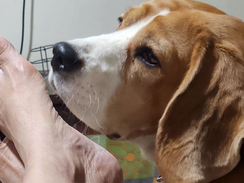 Beagle 3 years 10 months old male medium named Pluto for breeding in Konkan Division, Maharashtra | Petmeetly