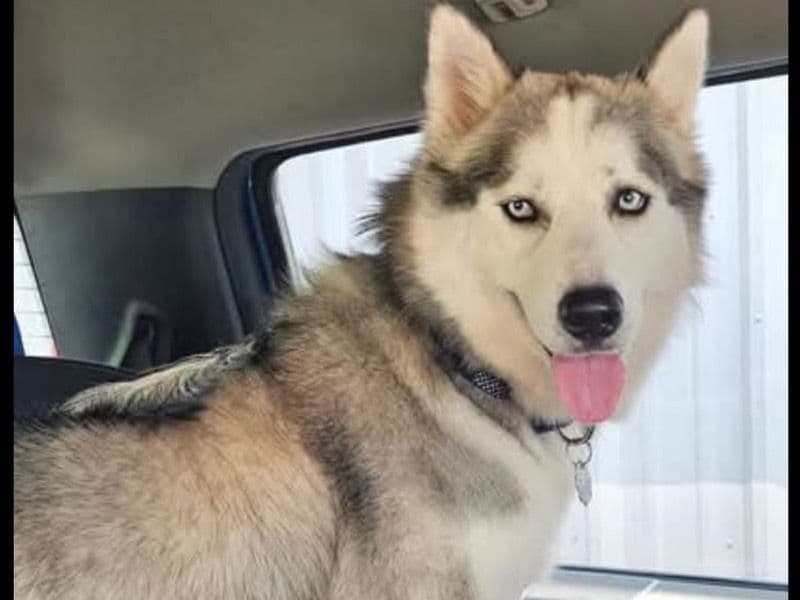 Husky 2 years 1 month old female medium named Star for breeding in Duval County, Florida | Petmeetly