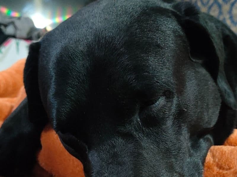 Scooby primary photo