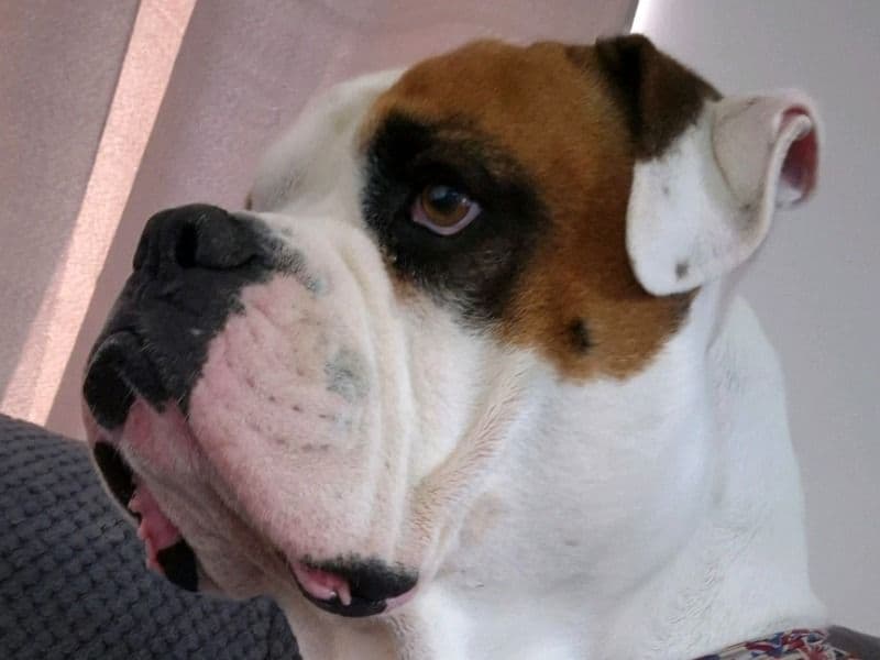 American Bulldog 5 years 5 months old male medium named Cooper for breeding in North Lanarkshire, Scotland | Petmeetly