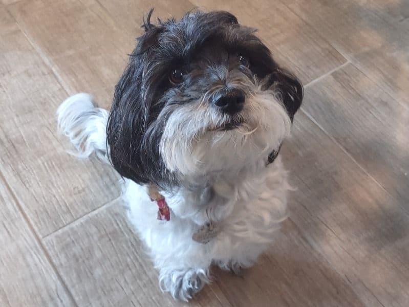 Maltipoo 5 years 6 months old female small named Jelly Bean for breeding in Maricopa County, Arizona | Petmeetly